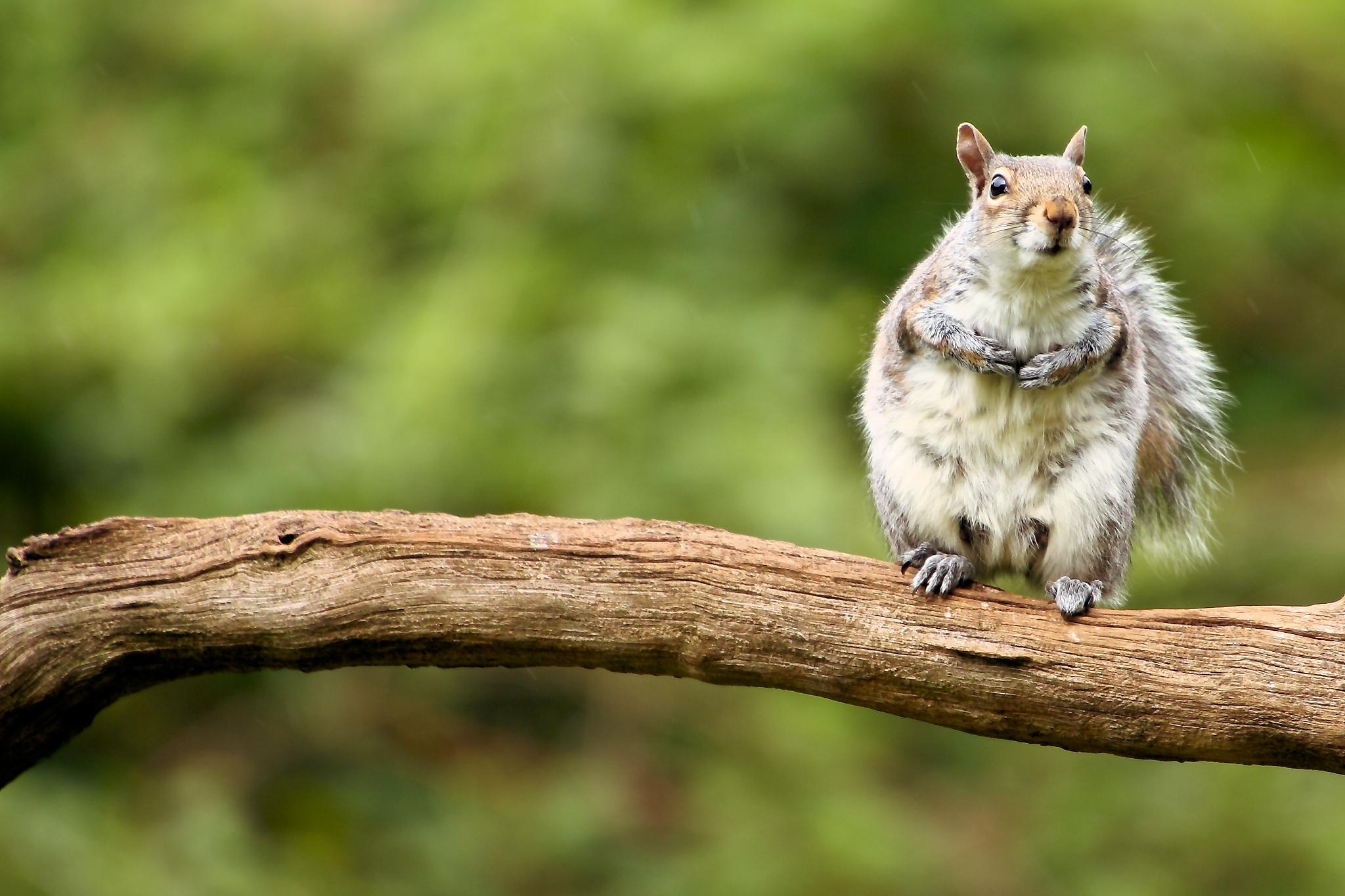 out-on-a-limb