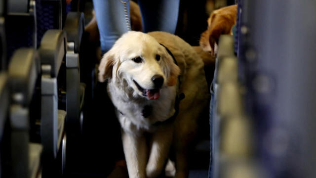 Delta imposes new rules for service dogs after “serious incidents”