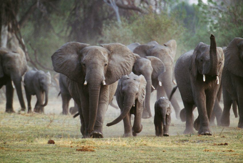 World #1 – Botswana Considers Ending Ban On Elephant Hunting